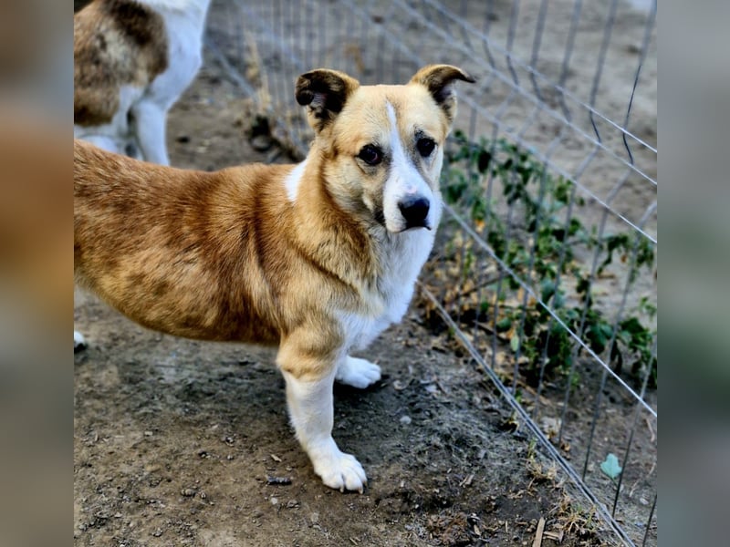 PITZI - ca 40cm - sucht seine Würstchengeber