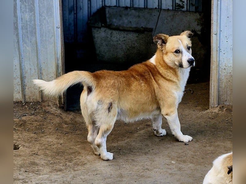 PITZI - ca 40cm - sucht seine Würstchengeber