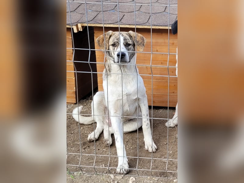 AXEL, ca 50cm sucht seine Würstchengeber