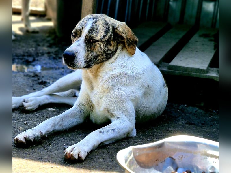 AXEL, ca 50cm sucht seine Würstchengeber