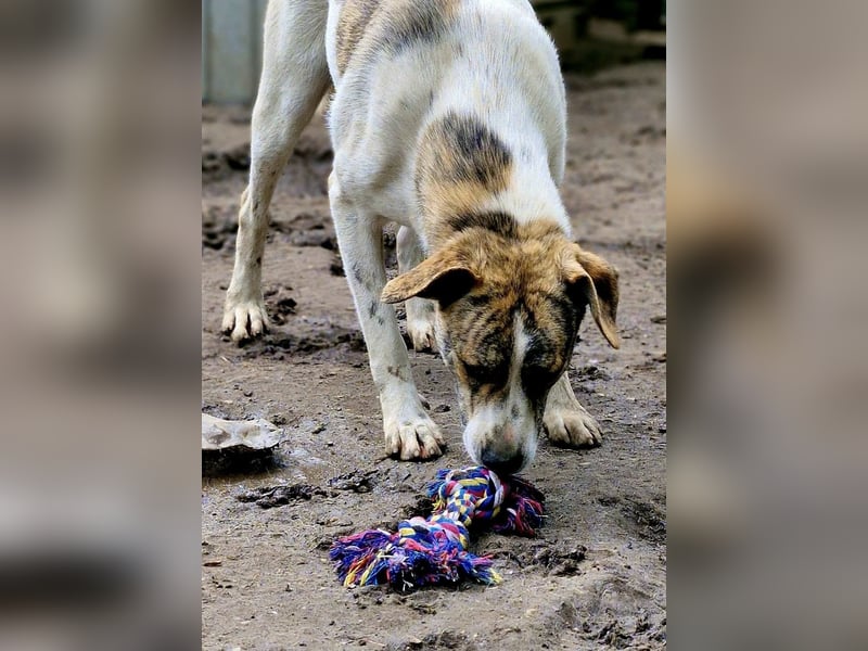 AXEL, ca 50cm sucht seine Würstchengeber