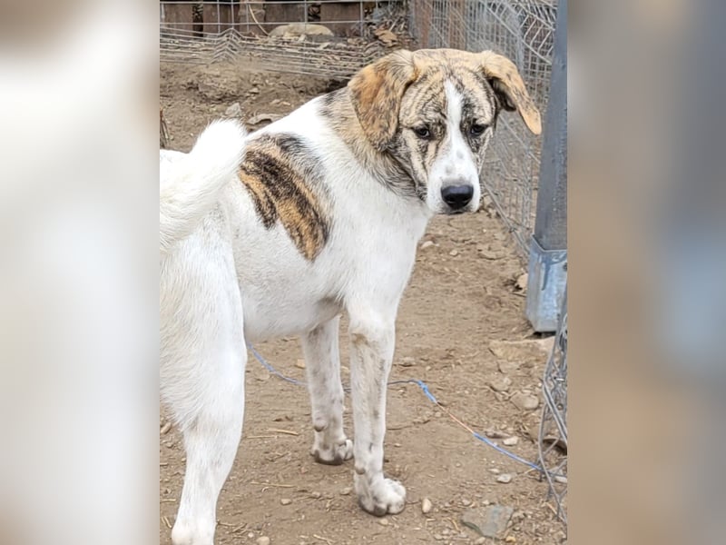 AXEL, ca 50cm sucht seine Würstchengeber