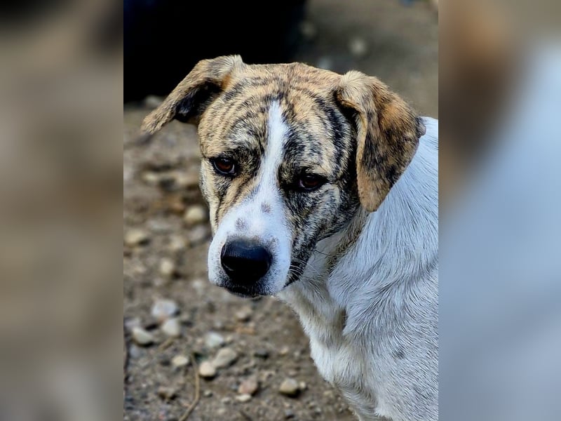 AXEL, ca 50cm sucht seine Würstchengeber