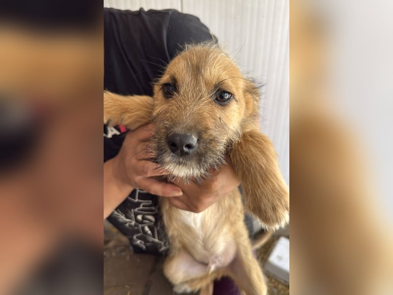ASMUS - Abenteuerlustiger Bub sucht seine Lieblingsmenschen