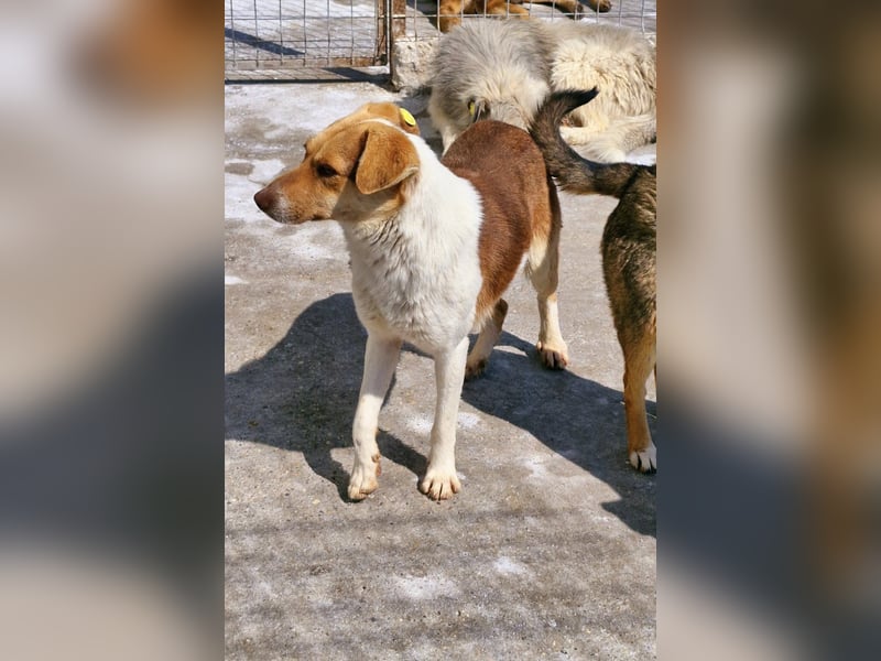 HORATIO - noch etwas schüchtern, wartet auf seine Lieblingsmenschen