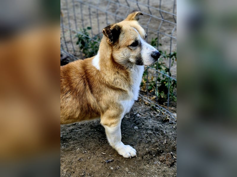 PITZI - ca 40cm - sucht seine Würstchengeber