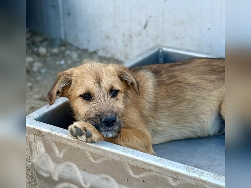 ASMUS - Abenteuerlustiger Bub sucht seine Lieblingsmenschen