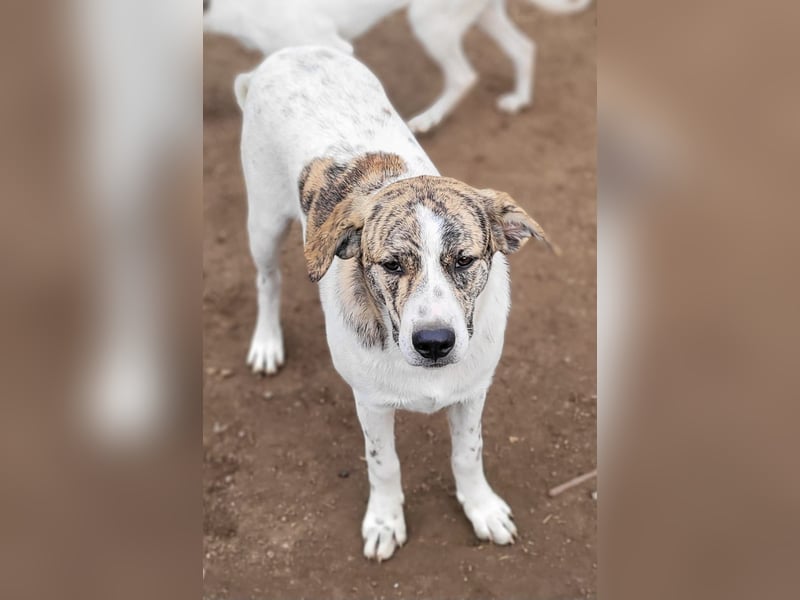 AXEL, ca 50cm sucht seine Würstchengeber