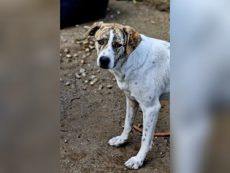 AXEL, ca 50cm sucht seine Würstchengeber