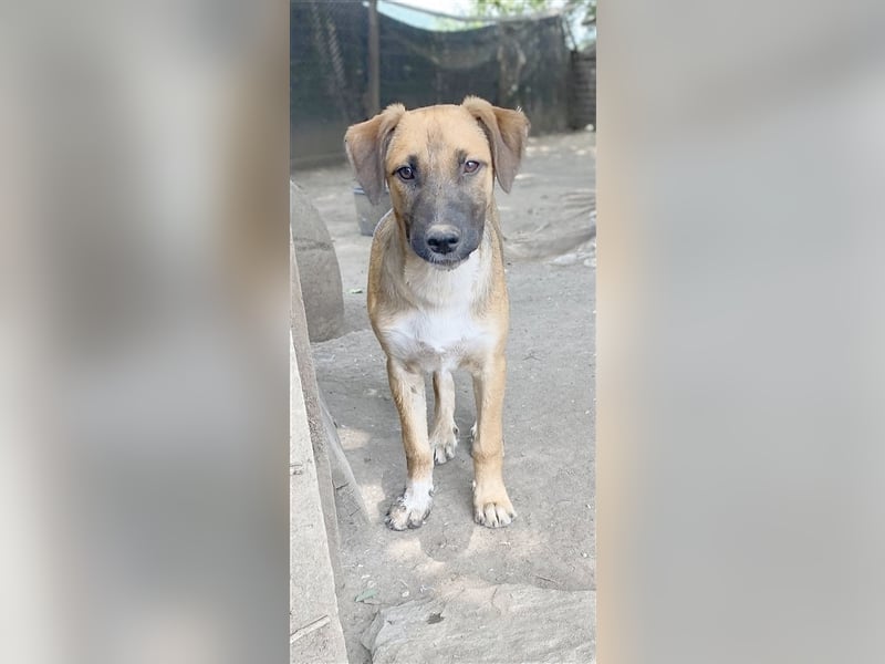 CHIRO, zuckersüsser, kleiner Fratz. Der ideale Familienhund