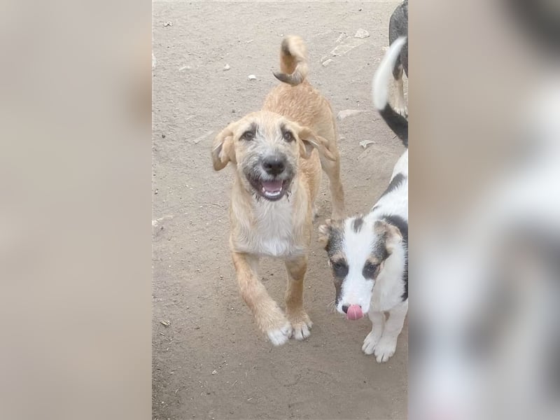 DABO, zuckersüsser, kleiner Fratz. Der ideale Familienhund