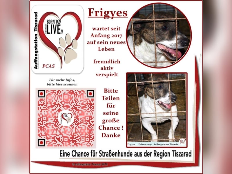 Frigyes