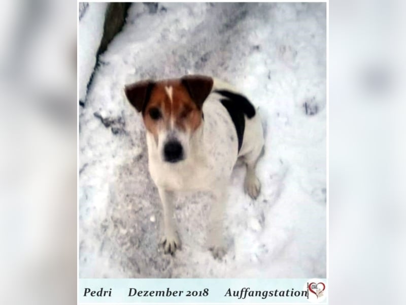 Pedri