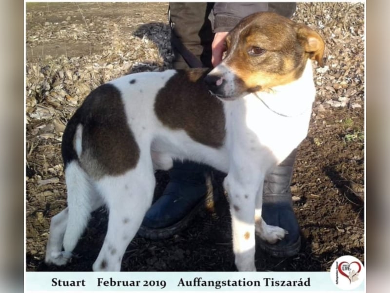 Stuart