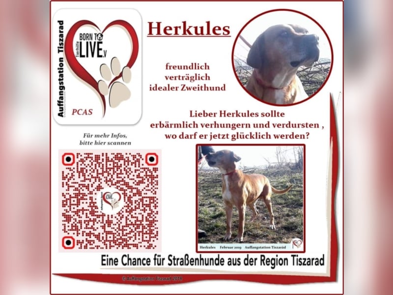 Hercules