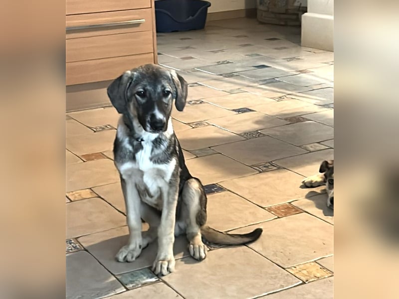 ARLO ist ein sensibler, sanfter Rüde, der liebe Menschen an seiner Seite braucht