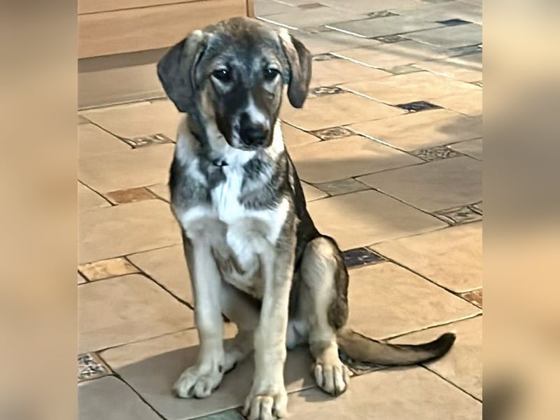 ARLO ist ein sensibler, sanfter Rüde, der liebe Menschen an seiner Seite braucht