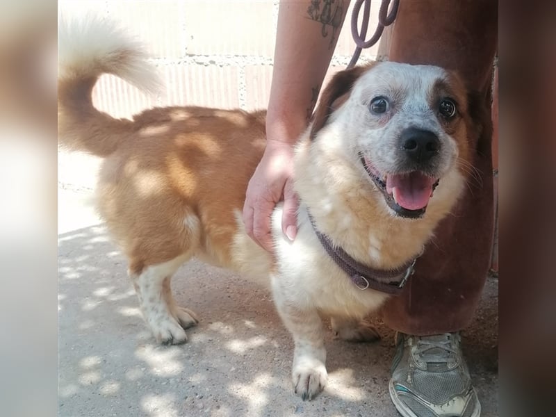 Zbelava - besonderer Hund für besondere Menschen