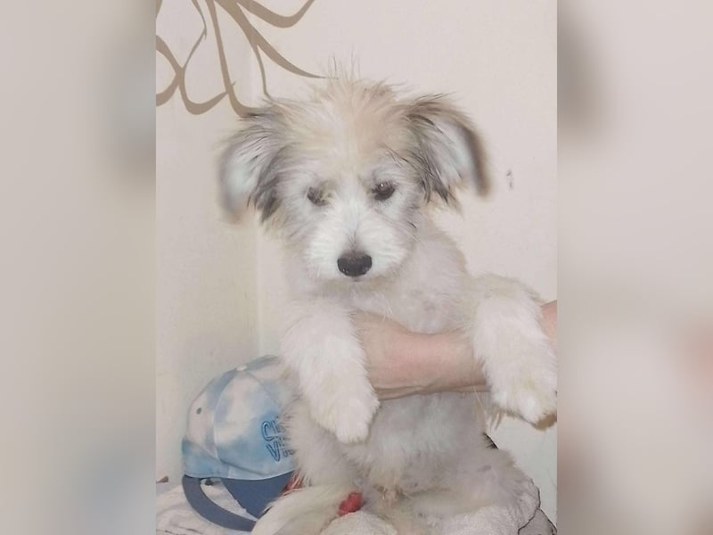 ROCKY - kleine Knutschkugel