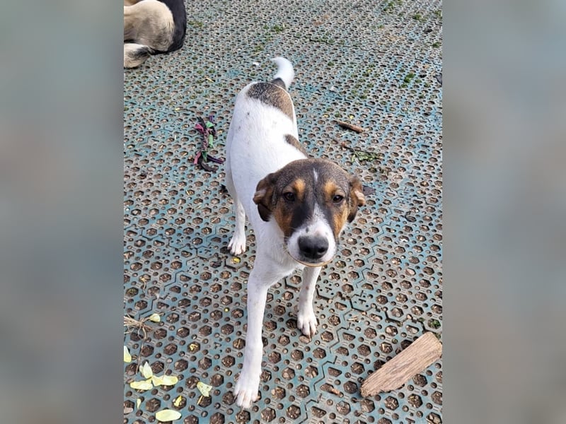 GIGI - so ein toller Kerl
