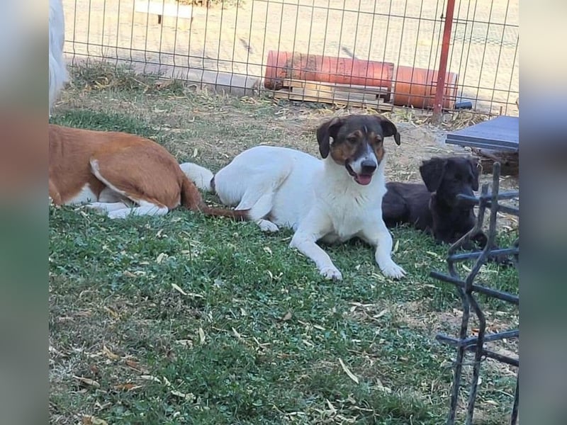 GIGI - so ein toller Kerl