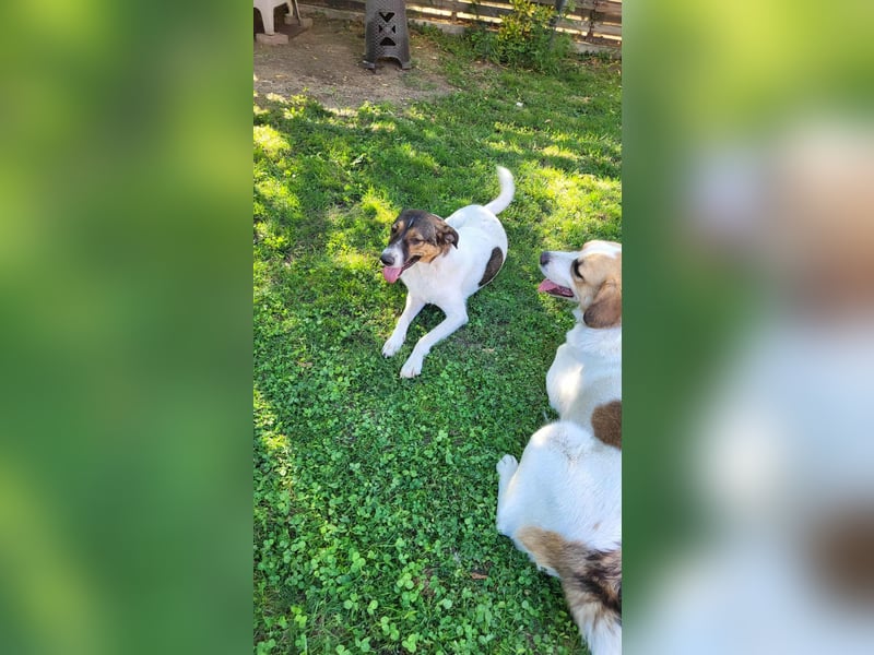 GIGI - so ein toller Kerl