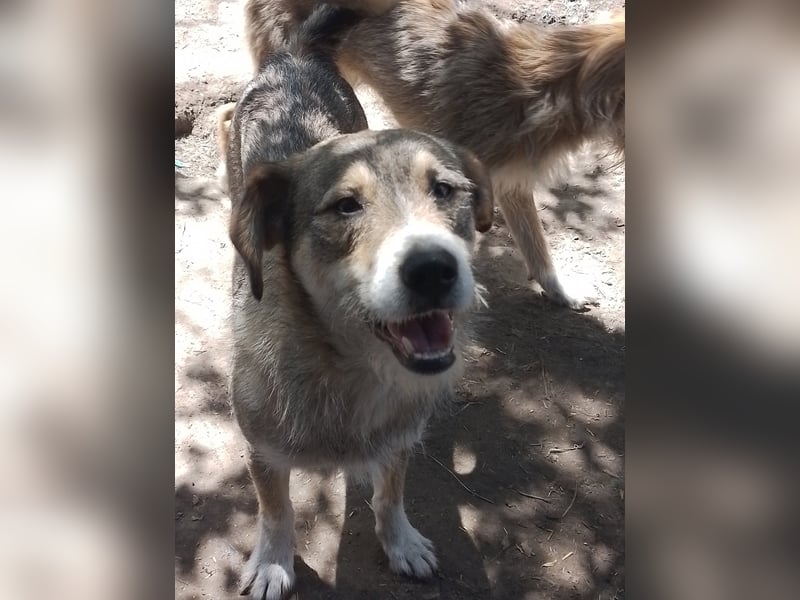 SIMBA - Traumzuhause gesucht