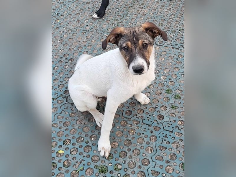 GIGI - so ein toller Kerl