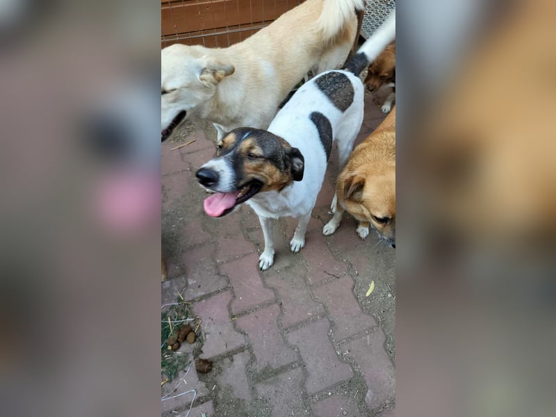 GIGI - so ein toller Kerl