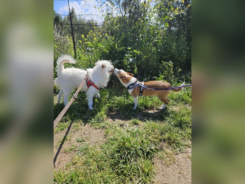 Larry und Jack: 2 wie Pech und Schwefel