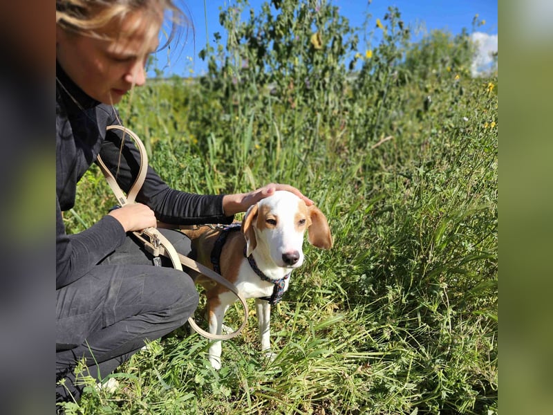 Settimo: wer will mein Freund sein?
