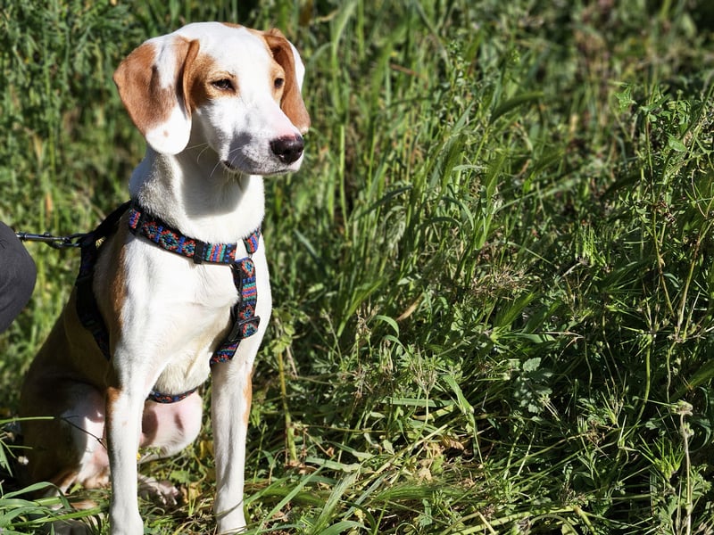 Settimo: wer will mein Freund sein?