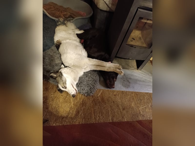 Tadashi auf Pflegestelle in 04849 Bad Düben