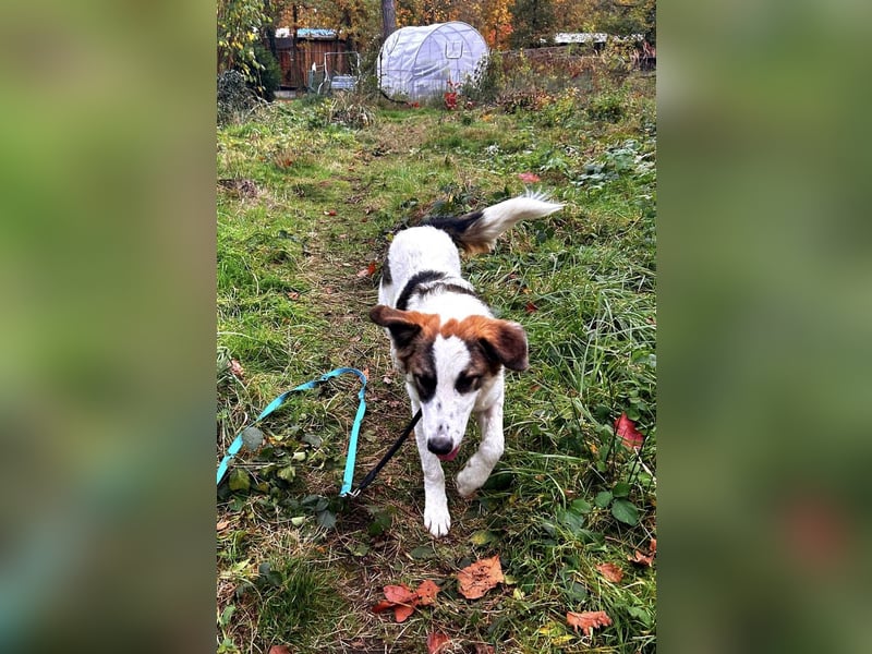 Tadashi auf Pflegestelle in 04849 Bad Düben
