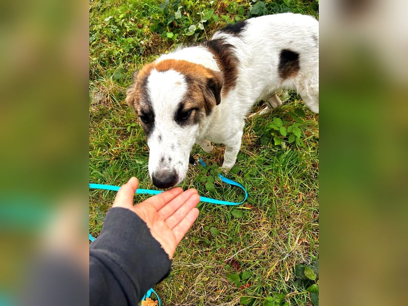 Tadashi auf Pflegestelle in 04849 Bad Düben