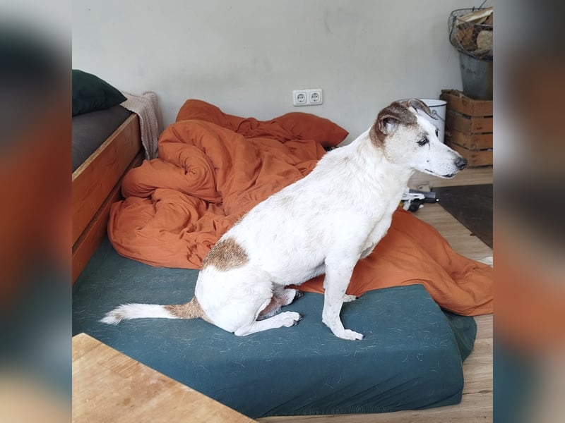 Kleiner Rüde sucht ein Zuhause