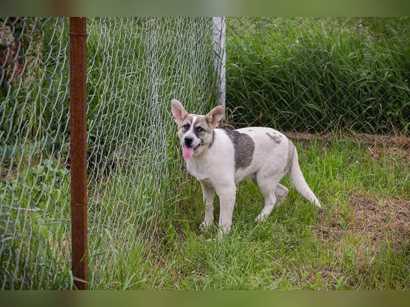 Welpe TOMMI - wenn ich groß bin möchte ich ein richtiger Familienhund sein!!!