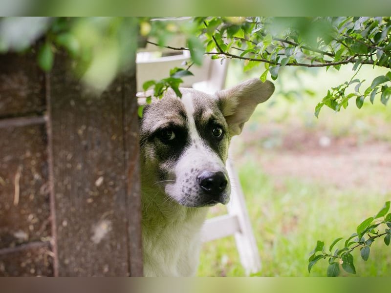 Welpe TOMMI - wenn ich groß bin möchte ich ein richtiger Familienhund sein!!!