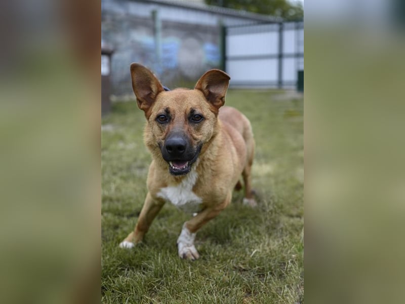 HECTOR - der hübsche Rüde würde gern das Tierheim gegen ein kuscheliges Sofa tauschen