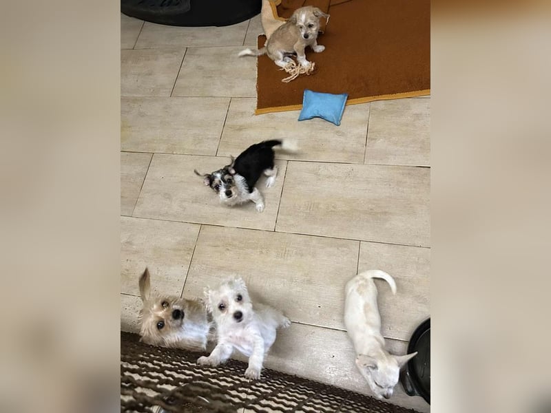 Welpe Chip-Nr. 269296 - der kleine Racker freut sich auf tolle Abenteuer mit seiner Familie