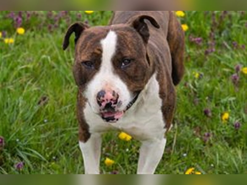 STEVEN - Freundlich und liebesbedürftig, aber leider ein Listenhund.