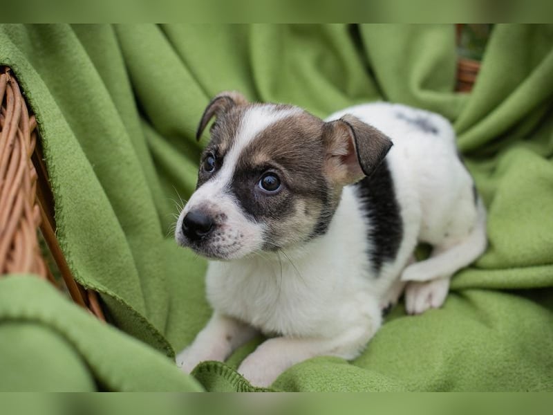 Welpe TOMMI - wenn ich groß bin möchte ich ein richtiger Familienhund sein!!!