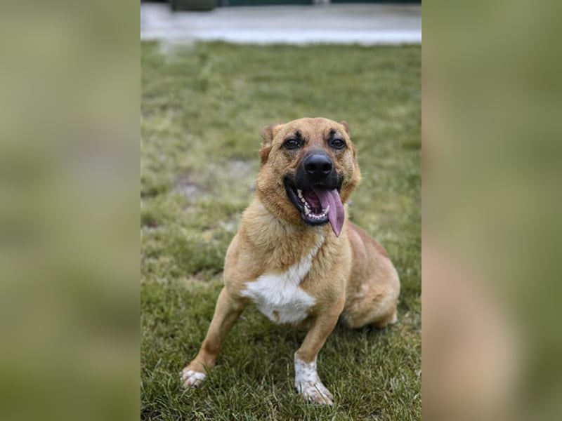 HECTOR - der hübsche Rüde würde gern das Tierheim gegen ein kuscheliges Sofa tauschen