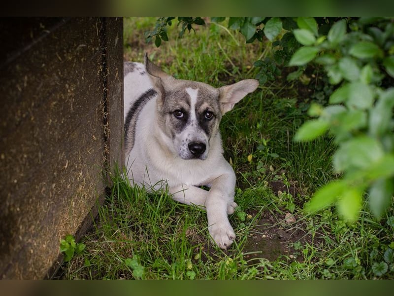 Welpe TOMMI - wenn ich groß bin möchte ich ein richtiger Familienhund sein!!!