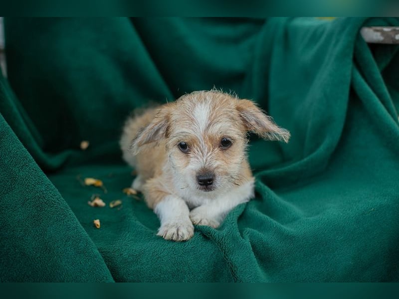 Welpe Chip-Nr. 269296 - der kleine Racker freut sich auf tolle Abenteuer mit seiner Familie