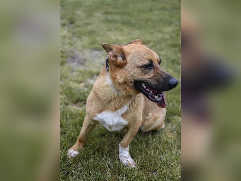 HECTOR - der hübsche Rüde würde gern das Tierheim gegen ein kuscheliges Sofa tauschen