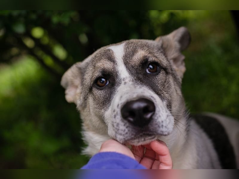 Welpe TOMMI - wenn ich groß bin möchte ich ein richtiger Familienhund sein!!!