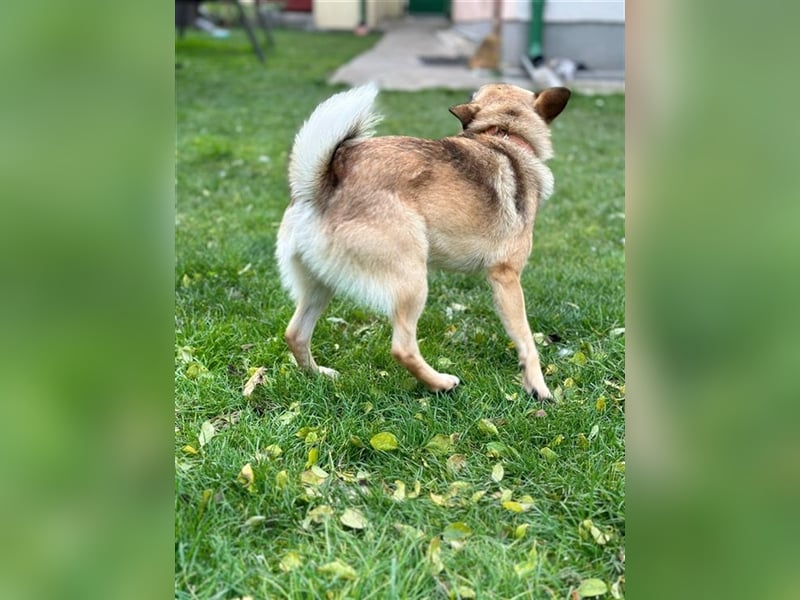 YOKI  - der nette und dankbare kleine Rüde mag Menschen und Artgenossen