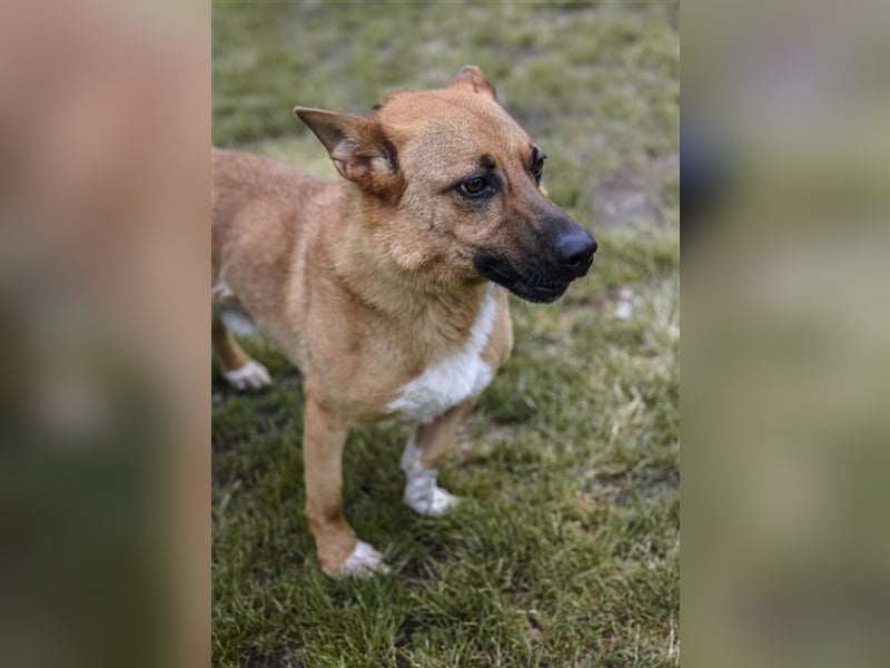 HECTOR - der hübsche Rüde würde gern das Tierheim gegen ein kuscheliges Sofa tauschen