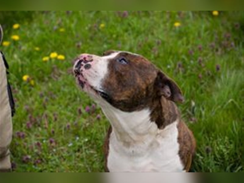 STEVEN - Freundlich und liebesbedürftig, aber leider ein Listenhund.